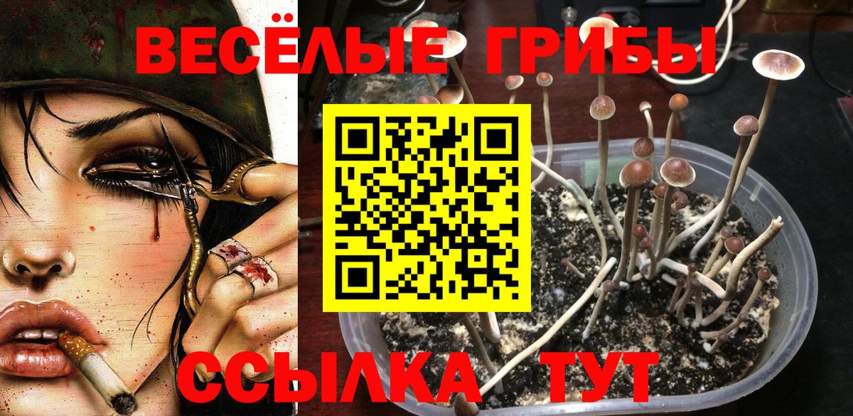 закладки  Галлюциногенные грибы Psilocybe  Светлоград  Вход с VPN  Галлюциногенные грибы Psilocybe 